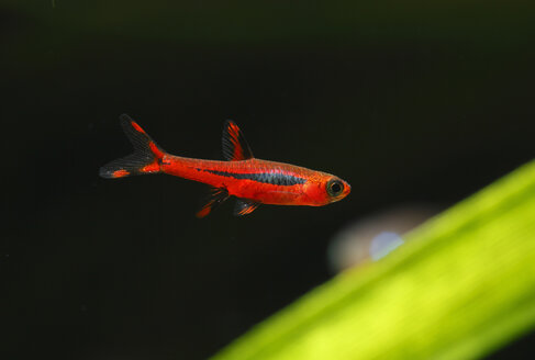 Deutschland, Mücke Rasbora schwimmend im Aquarium Süßwasser - SIEF001169