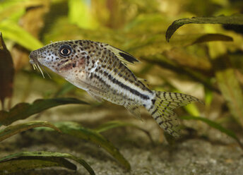 Germany, Threestripe corydoras swimming in aquarium freshwater - SIEF001168