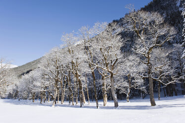 Deutschland, Bayern, Bäume in Winterlandschaft nahe Karwendelgebirge - MIRF000203