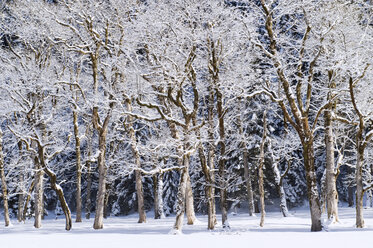 Deutschland, Bayern, Bäume in Winterlandschaft nahe Karwendelgebirge - MIRF000205