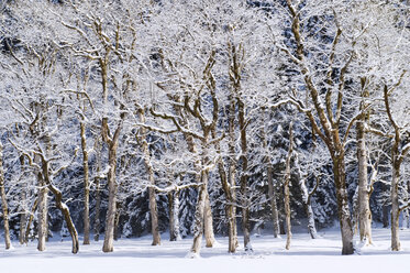 Germany, Bavaria, Trees at winter landscape near Karwendel mountains - MIRF000205