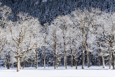 Germany, Bavaria, Trees at winter landscape near Karwendel mountains - MIRF000206