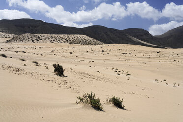 Spanien, Kanarische Inseln, Fuerteventura , El Jable, Jandia, Blick auf Sanddüne - SIEF001315