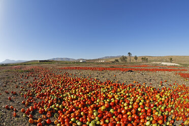 Spanien, Kanarische Inseln, Fuerteventura, Landschaft mit Tomaten bei Tuineje - SIEF001255