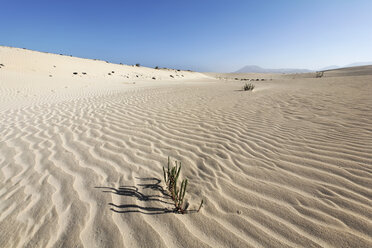 Spain, Canary Islands, Fuerteventura, lonesam plants in dunes of Corralejo - SIEF001252