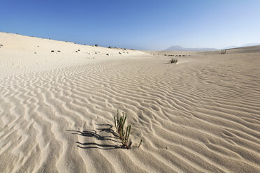 Spanien, Kanarische Inseln, Fuerteventura, einsame Pflanzen in den Dünen von Corralejo - SIEF001252
