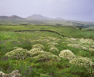 Spain, Canary Islands, El Hierro, La Dehesa, View of flower at springtime - SIE001327