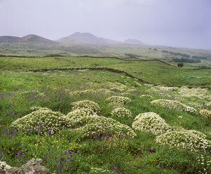 Spanien, Kanarische Inseln, El Hierro, La Dehesa, Blick auf eine Blume im Frühling - SIE001327