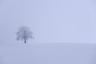 Deutschland, Oberbayern, Münsing, Einzelner Baum mit Reif bedeckt auf verschneiter Landschaft - TCF001444