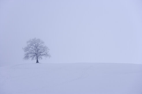 Deutschland, Oberbayern, Münsing, Einzelner Baum mit Reif bedeckt auf verschneiter Landschaft - TCF001444