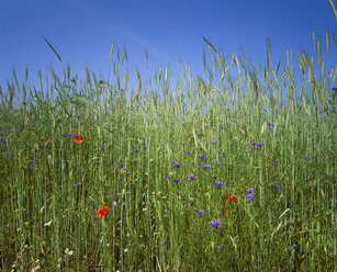 Deutschland, Bayern, Franken, Getreidefeld mit Kornblumen und Mohnblumen - SIEF001347