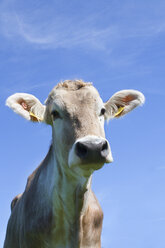 Austria, Mondsee, Cow looking at camera with blue background, close up - WVF000166