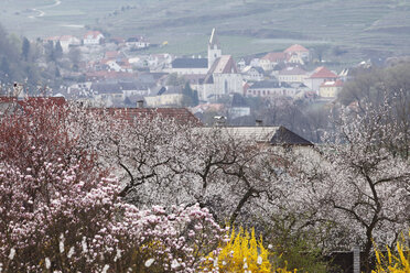 Österreich, Niederösterreich, Wachau, Spitz, Ortsansicht mit Marillenblüten im Vordergrund - SIEF001364