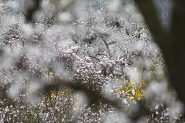 Österreich, Niederösterreich, Wachau, Magnolie, Blick auf Frühlingsblüten - SIEF001365