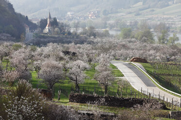 Österreich, Niederösterreich, Wachau, St. Johann im Mauerthale, Blick auf blühendes Marillenfeld und Kirche im Hintergrund - SIEF001370