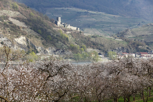 Österreich, Niederösterreich, Wachau, Spitz, Blick auf Schloss Hinterhaus mit Marillenblüten im Vordergrund - SIEF001371