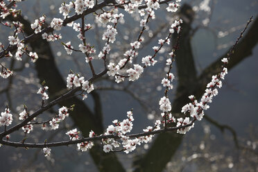 Austria, Lower Austria, Wachau, Branch with apricot blossoms on apricot tree - SIEF001373