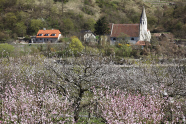 Österreich, Niederösterreich, Wachau, St. Johann im Mauerthale, Blick auf blühendes Marillenfeld und Kirche im Hintergrund - SIEF001378