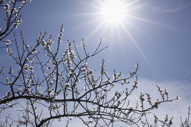 Österreich, Niederösterreich, Wachau, Marillenblütenzweig mit Sonne - SIEF001379