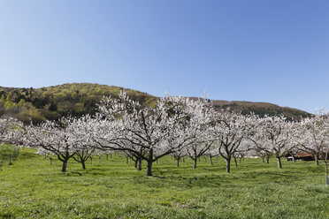 Österreich, Niederösterreich, Wachau, Aprikosenblüten im Feld - SIEF001380