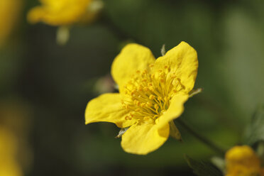Deutschland Ansicht der gelben Blüte der Waldsteinia - SIEF001354