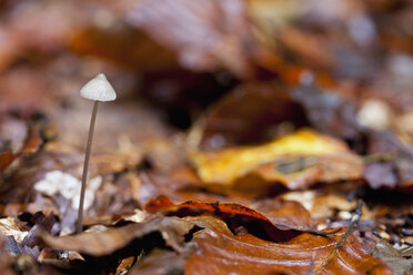 Deutschland, Bayern, Nahaufnahme eines Koprinus-Pilzes zwischen Herbstlaub - FOF003344