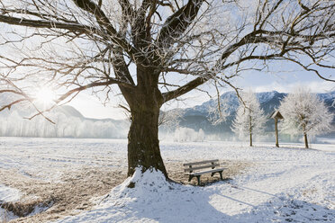 Deutschland, Bayern, Blick auf kahle Bäume mit Frost und Berg im bayerischen Voralpenland - FOF003352