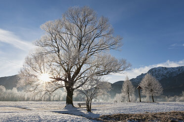 Deutschland, Bayern, Blick auf kahle Bäume mit Frost und Berg im bayerischen Voralpenland - FOF003353