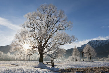 Germany, Bavaria, View of bare trees with frost and mountain in Bavarian foothills of alps - FOF003353