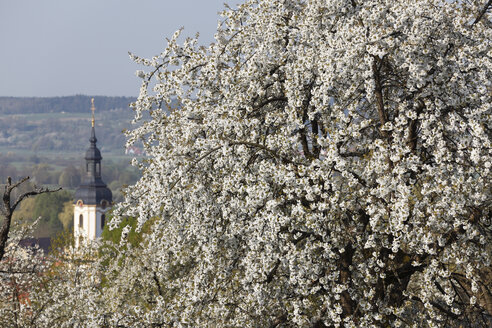 Deutschland, Bayern, Franken, Fränkische Schweiz, Pretzfeld, Blick auf Süßkirschbaumblüten und Kirche im Hintergrund - SIEF001396