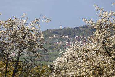 Deutschland, Bayern, Franken, Fränkische Schweiz, Reifenberg, Blick auf die Kapelle auf dem Dach der Stadt mit Kirschblüten im Vordergrund - SIEF001399