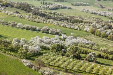 Deutschland, Bayern, Franken, Fränkische Schweiz, Blick auf Süßkirschbaumblüten im Feld - SIEF001406