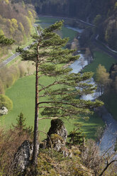 Deutschland, Franken, Fränkische Schweiz, Wiesenttal, Muggendorf, Blick auf die Wiesent mit Kiefer im Vordergrund - SIEF001438