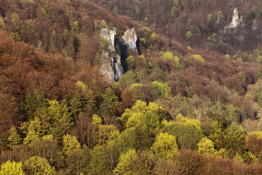 Deutschland, Bayern, Franken, Fränkische Schweiz, Wiesenttal, Blick auf Laubwald im Frühling - SIEF001439