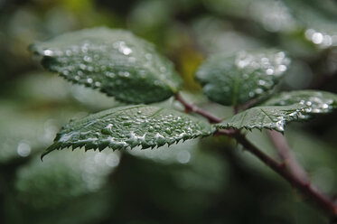 Germany, Bavaria, Close up of wild rose leaves in rain - MOF000156