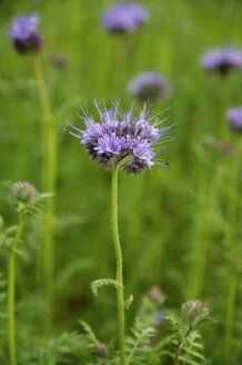 Deutschland, Bayern, Nahaufnahme einer Blume im Feld - MOF000158