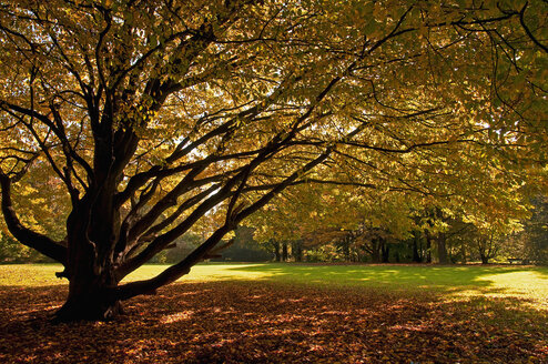 Germany, Bavaria, View of beech tree in autumn - MOF000164