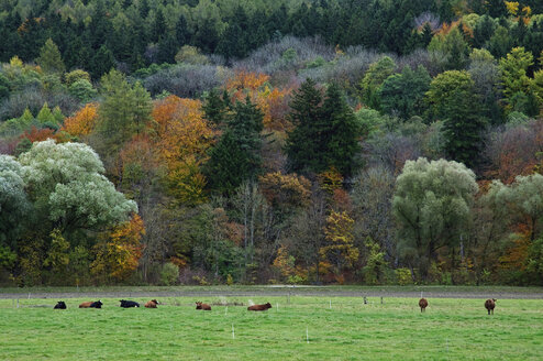 Germany, Bavaria, View of autumn trees with cattle in foreground - MOF000167