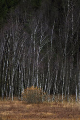 Germany, Bavaria, View of birch trees - MOF000170