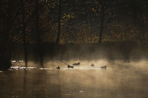 Germany, Bavaria, Amper, Ducks swimming in water at early morning - MOF000171