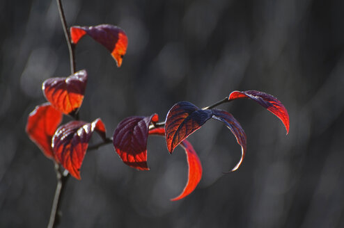 Germany, Bavaria, Close up of autumn leaf - MOF000172