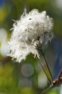 Germany, Bavaria, Close up of feather like blossom - MOF000173