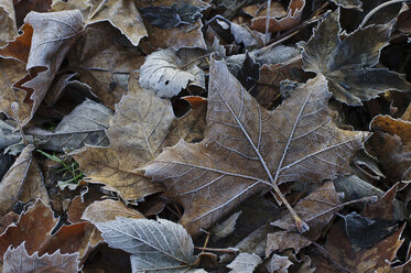 Germany, Bavaria, Close up of frosted leaves - MOF000162