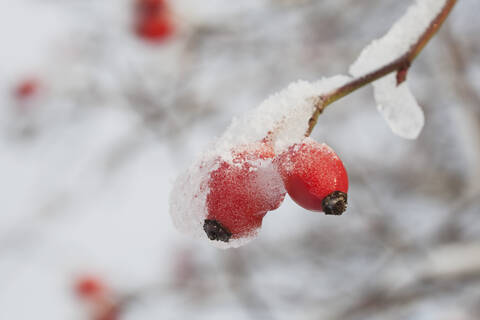 Deutschland, Köln, Nahaufnahme Hundsrose in dicken weißen Frost und Eis bedeckt, lizenzfreies Stockfoto