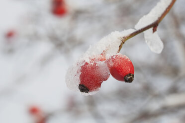 Germany, Cologne, Close up dog rose covered in thick white frost and ice - GWF001461