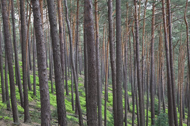 Germany, Rhineland-Palatinate, North Vosges, View of scots pine trees in palatinate forest - GWF001468