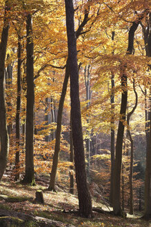 Germany, Rhineland-Palatinate, North Vosges, View of european beech trees in palatinate forest - GWF001473