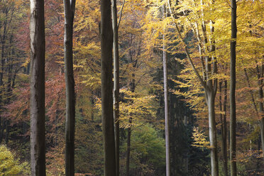 Deutschland, Rheinland-Pfalz, Nordvogesen, Blick auf Rotbuchen im Pfälzerwald - GWF001475