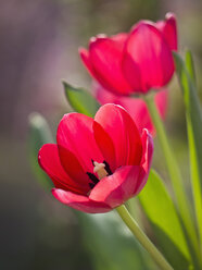 Germany, Close up of red tulips - LFF000279