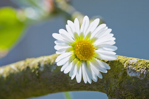 Germany, Bavaria, Close up of daisy on branch - TSF000261